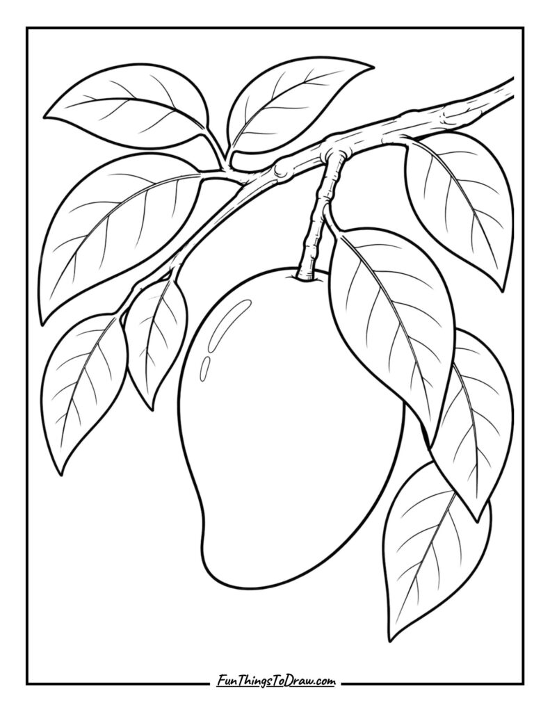 Mango hanging on branch
