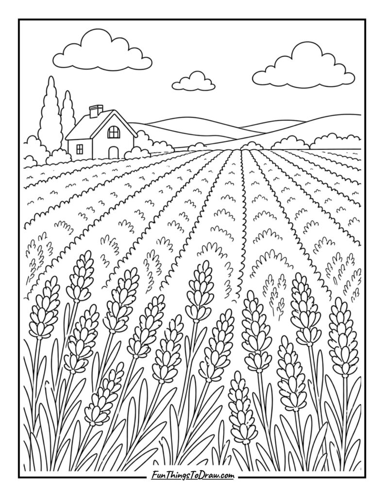 field of lavender coloring sheet