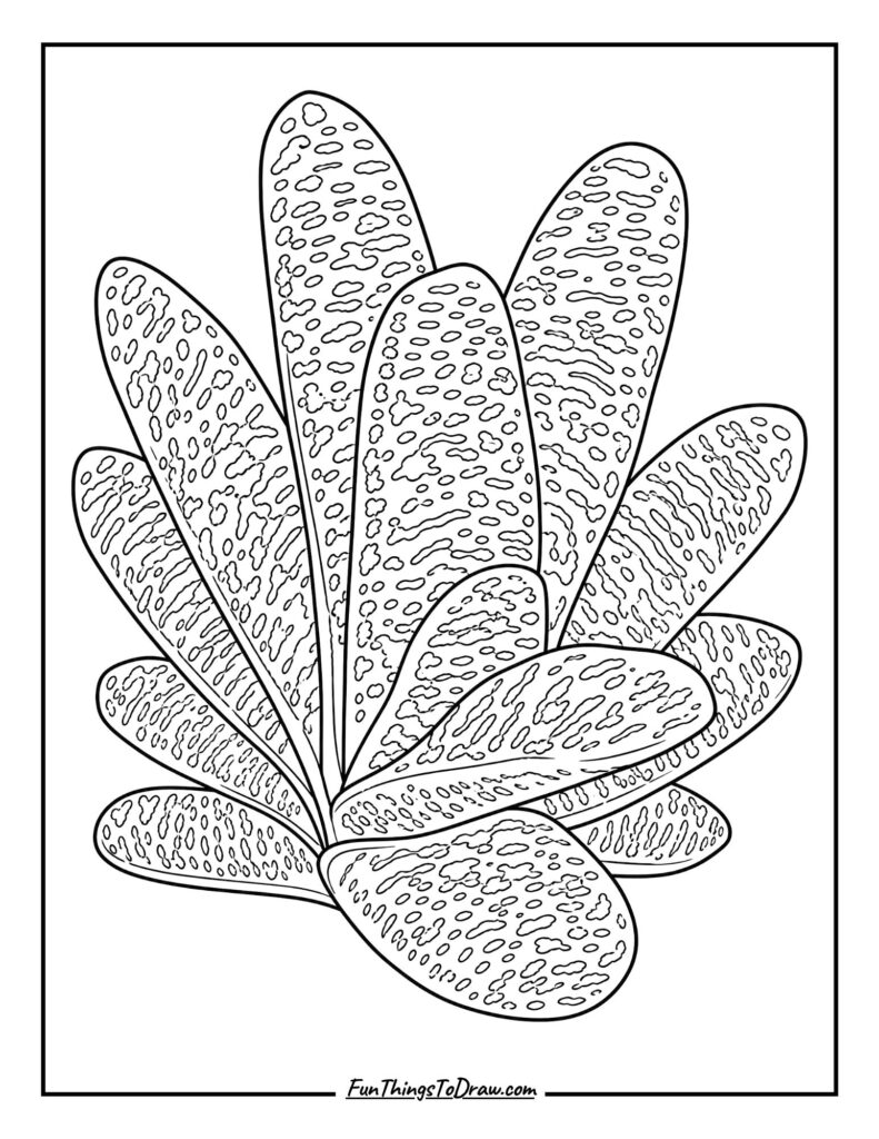 Gasteria 'Ox Tongue' Texture