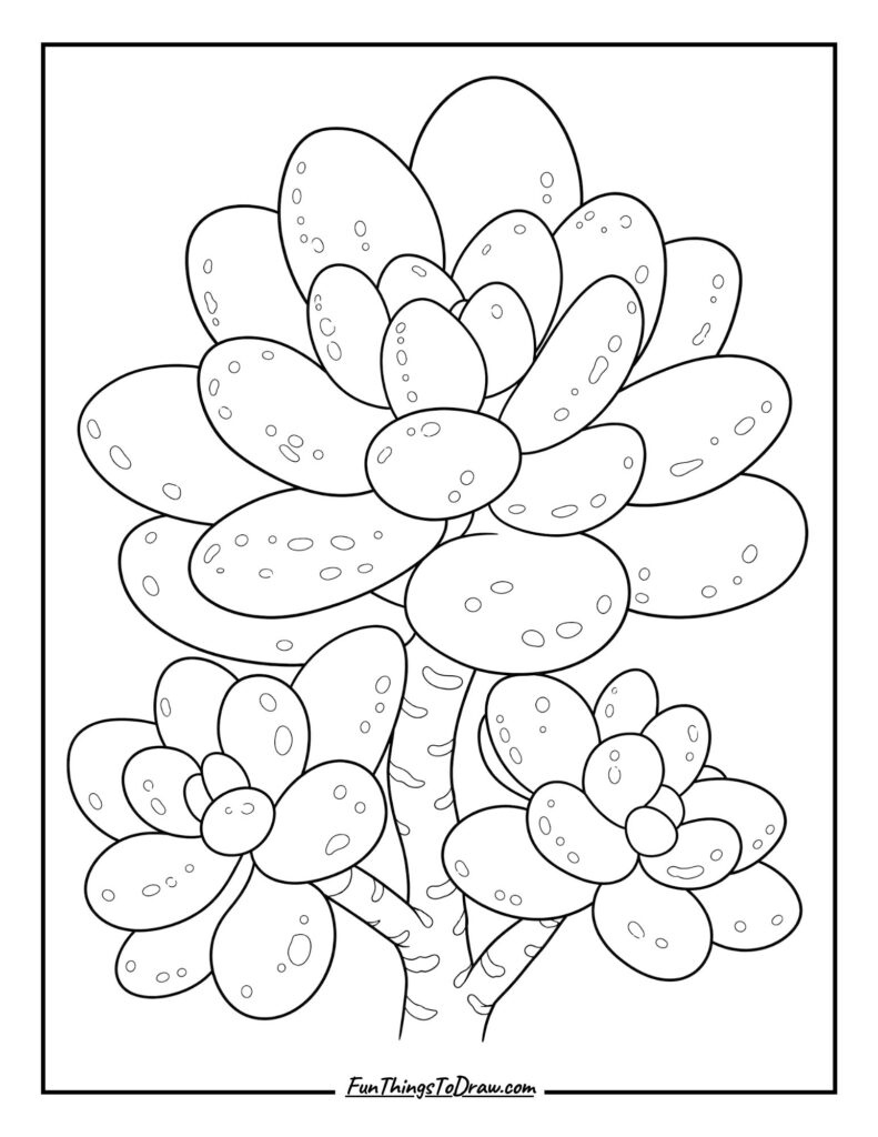 Pachyphytum 'Moon Silver' Glow coloring page
