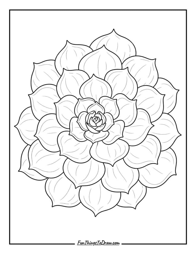 Echeveria Elegance Coloring Page