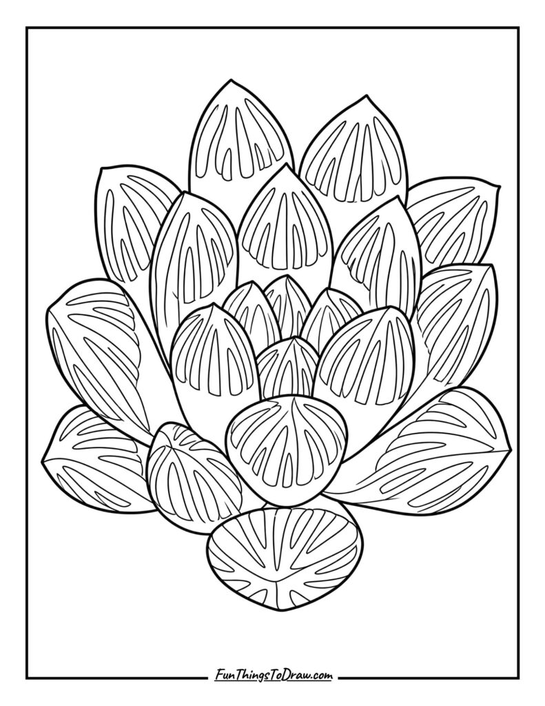 Haworthia Windowpane