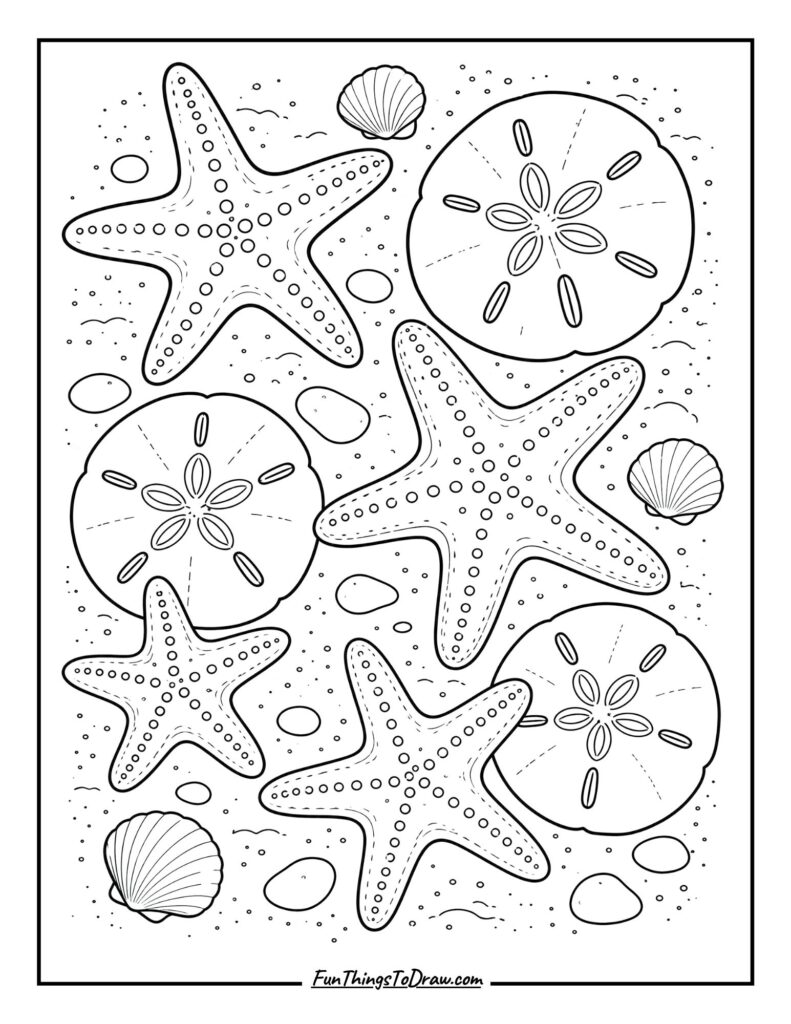Starfish and Sand Dollars